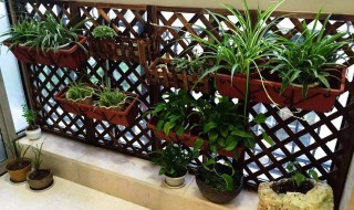 宜种阳台的绿植 适合家庭阳台种植的植物