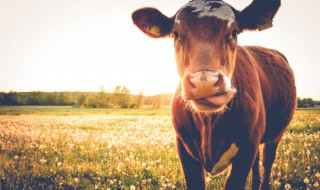 散养黄牛要怎么管理 山区怎样散养黄牛最好?