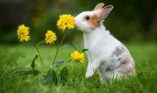 兔子要怎么养才能养得活呢（宠物兔要怎么养才能养活）