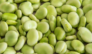 蚕豆怎么种植方法 蚕豆怎么种植方法需要什温度