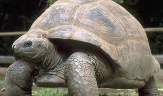世界上最大的乌龟叫什么（世界上最大的乌龟叫什么名字）