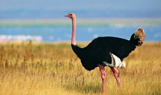 世界上现存体型最大的十种鸟类（世界上现存体型最大的十种鸟类是）