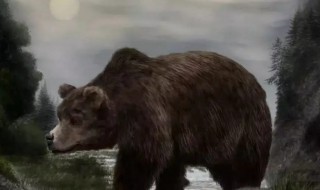 世界上体型最大的熊是什么熊（世界上体型最大的熊是什么熊北极熊的叫声）