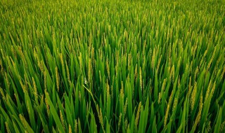 水稻是单子叶植物吗（玉米小麦水稻是单子叶植物吗）