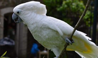 白凤头鹦鹉要从小养起吗 白凤头鹦鹉寿命多少年