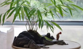 水竹养在家里怎么养 水竹可以养在家里吗