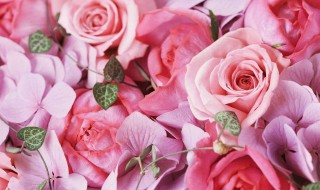 怎么保存玫瑰花 怎么保存玫瑰花瓣不变色