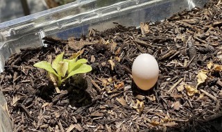 阳台种鸡蛋花怎么种 阳台种鸡蛋花好吗