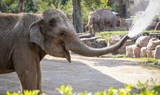 大象用鼻子吸水为什么不会被呛到 大象用鼻子吸水为什么不会被呛到支付宝