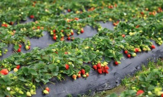 特高产的草莓品种草莓怎么种植（高产草莓种植技术）