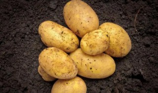 土豆的沙土保存方法 土豆用沙子如何保存?