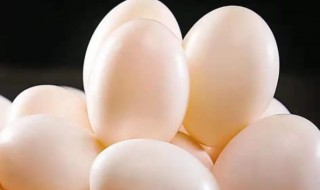 鸽子蛋的保存方法 鸽子蛋怎么储藏