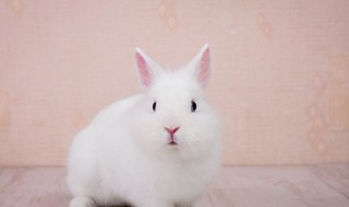 宠物兔子养殖注意什么 宠物兔子养殖注意事项