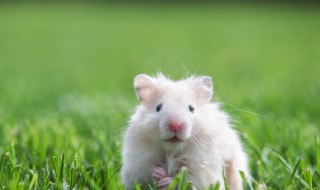 家庭养殖小白鼠需要注意什么 小白鼠怎样养殖