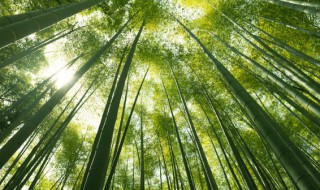绿化青竹的养殖方法和注意事项 绿化青竹的养殖方法和注意事项视频