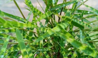 虎斑竹养殖方法和注意事项 虎斑风竹养殖方法