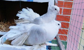 白鸽养殖注意事项 白鸽养殖技术