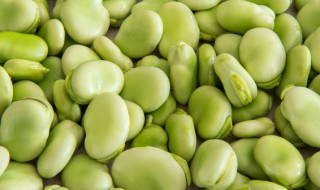 新鲜蚕豆最好的保存方法 新鲜蚕豆如何保存方法