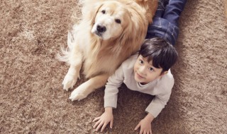 3岁的小孩适合养什么狗（家里有三岁的宝宝适合养狗吗）