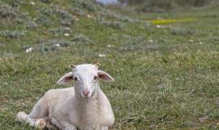 羊肉的养殖方法及注意事项 肉羊的饲养管理应注意哪些