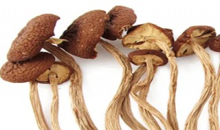 茶树菇保存方法 茶树菇如何保存方法