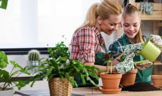房间里放什么植物可以净化空气 房间里放什么植物可以净化空气和空气