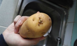 土豆怎么保存不长芽（土豆怎样保存不长芽?）