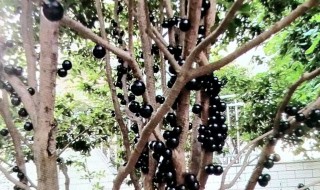 海门加宝果树种植方法 如何种植嘉宝果树