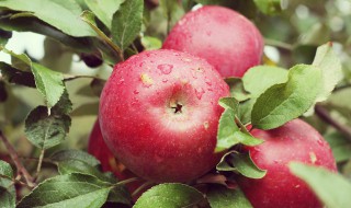 苹果树种子的种植方法 苹果树种子怎么种