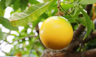 金果果树种植方法（金灯果种植方法）