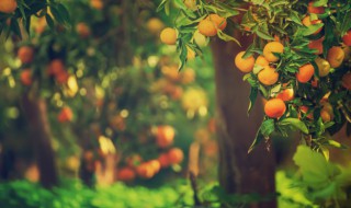高产果树种植方法 果树高效栽培技术