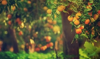 柑橘果树种植方法 怎么栽柑橘树