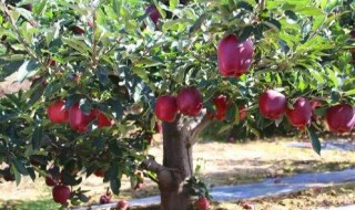 甘肃苹果树种植新方法 甘肃小麦地栽苹果树