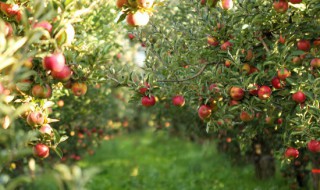 苹果树种植方法及过程 苹果树种植的步骤