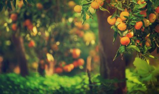 春季幼果树种植管理方法（果树幼苗期的特点和栽培管理方法）