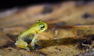林蛙冬季保存方法 林蛙冬天怎么储藏?