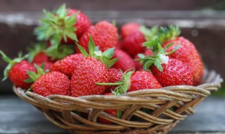 草莓的栽培技术及管理方法（草莓栽培及管理技术要点）