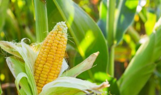 旱地玉米播种方法 播种玉米的方法