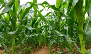 粘玉米的播种方法 粘玉米育苗移栽技术