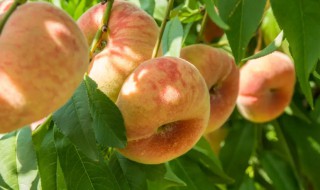 蟠桃种子播种方法 蟠桃的种子