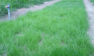 草坪草籽播种方法 草坪草籽播种方法视频