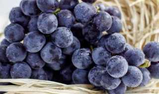 葡萄怎么栽培 葡萄怎么栽培?