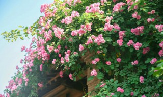 七彩蔷薇栽培方法 有没有七彩蔷薇