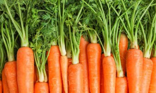 胡萝卜的栽培方法 胡萝卜的栽培技术和方法