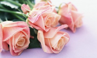 玫瑰花栽培方法 玫瑰的盆栽栽培方法