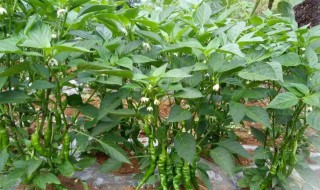 朝天椒的栽培方法 朝天椒的种植方法的种植技术
