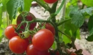 番茄什么时候播种最好 番茄啥时候播种最好呢