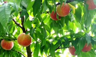 栽培桃树怎么管理 桃树的栽培技术和管理