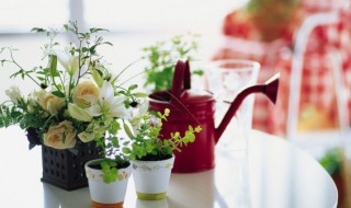 花卉盆栽种植方法和注意事项 花卉栽植的方法及要点