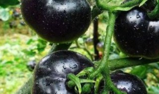 黑珍珠番茄盆栽种植注意事项（红珍珠番茄的种植技术）